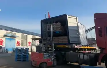 Industri Kentang Qinhuangdao Tongyou Kirim 10 Wadah Ekspor Pati Kentang Manis menyang Korea Selatan